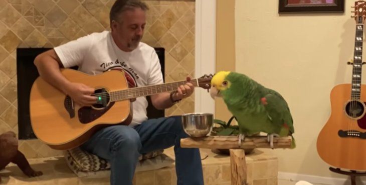Un loro que canta rock se hizo viral