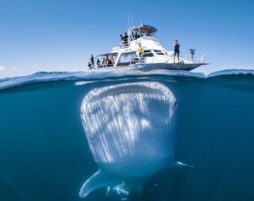 La foto viral de Cannon parece sacada de un afiche de cine