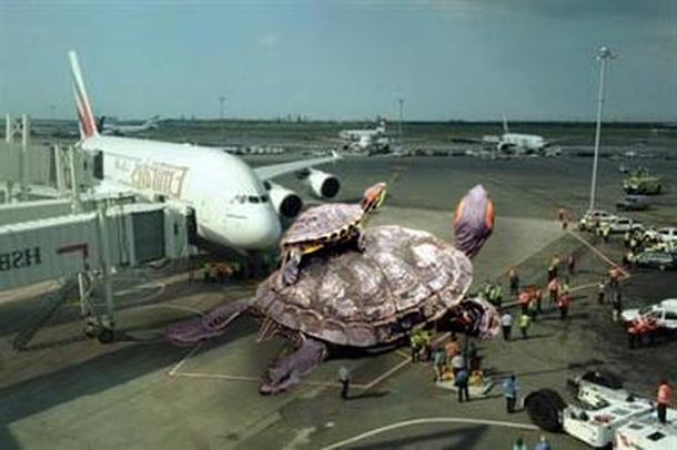 Invasion-tortugas