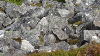 ¿donde esta el ave? mira el nuevo viral de facebook ¿donde esta el ave? mira el nuevo viral de facebook