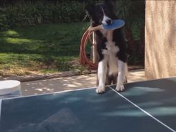 Perro despliega su destreza en ping pong