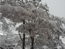 Mirá las primeras nevadas en Ushuaia