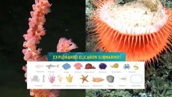 Por el boom del streaming submarino del Conicet, lanza un álbum de figuritas digital