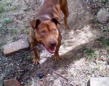 Imagen del pitbull