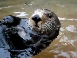 el extrano caso de la nutria que le habla a su cuidadora el extrano caso de la nutria que le habla a su cuidadora
