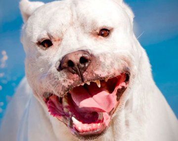 Un perro dogo atacó a un nene de 4 años y le lastimó la cara