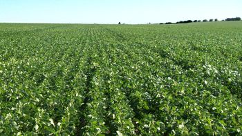 el campo advierte que no hay soja para liquidar dolares el campo advierte que no hay soja para liquidar dolares