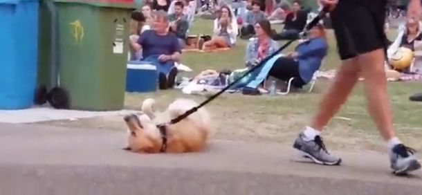 Un perro que no quería irse de la plaza se volvió viral