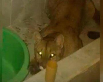 Un hombre fue al baño a la madrugada y se encontró con un puma