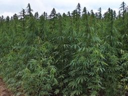 en 15 dias, uruguay llamara a licitacion para producir marihuana industrial en 15 dias, uruguay llamara a licitacion para producir marihuana industrial