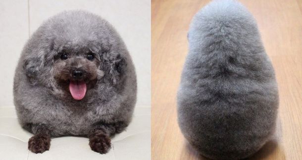 Llevaron a su perro a la peluquería y se viralizó por su look