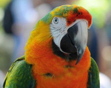 Un loro le contó a su dueña que su esposo le era infiel en Kuwait.