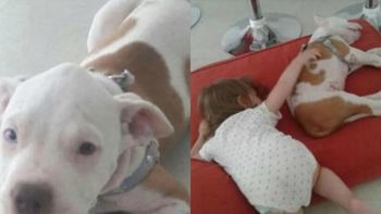 Les robaron el perro que Papa Noel les había traído Les robaron el perro que Papa Noel les había traído