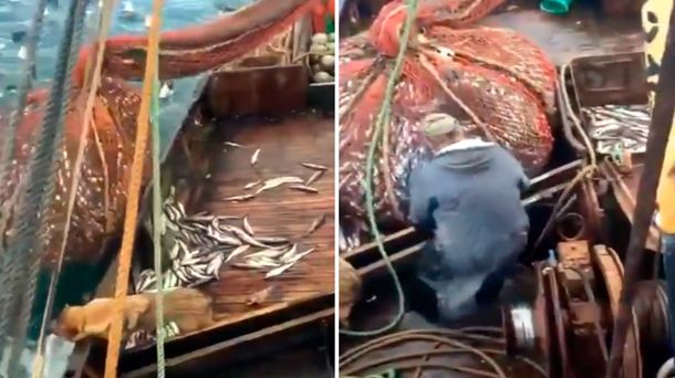 Tremenda sorpresa se llevaron los pescadores al descargar la red