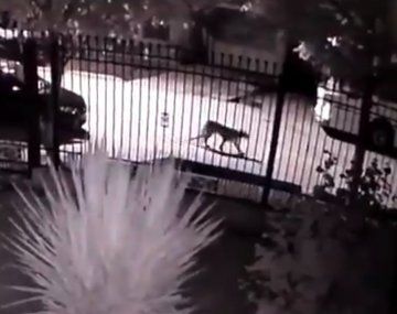 Tupunpumas, un puma salió a pasear por las calles de Tupungato, en Mendoza