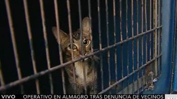 una mujer vivia con mas de 40 gatos en un departamento en almagro una mujer vivia con mas de 40 gatos en un departamento en almagro