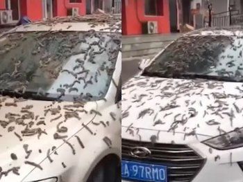 Misterio en China por una lluvia de gusanos