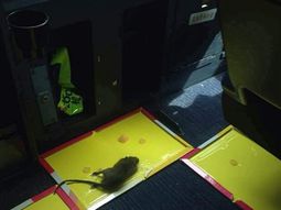 panico en el aire: una rata obligo a un avion a volver al aeropuerto panico en el aire: una rata obligo a un avion a volver al aeropuerto