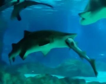 Un tiburón hembra se comió a su compañero