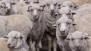 el senasa declaro la alerta sanitaria en chubut por sarna ovina el senasa declaro la alerta sanitaria en chubut por sarna ovina