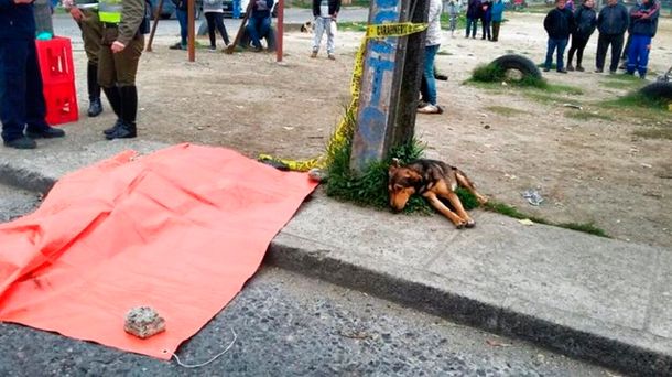 La triste historia de Doki, el perro que acompañó a su amo hasta el último minuto
