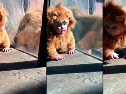 El bebe ni siquiera se asustó al ver al león El bebe ni siquiera se asustó al ver al león