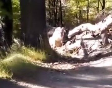 Video: un hombre encontró cinco pumas en su caminata por El Chaltén