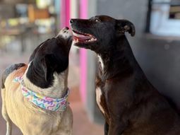 historia de amor: a una perrita le descubrieron un tumor, su amiga la cuida y buscan adopcion historia de amor: a una perrita le descubrieron un tumor, su amiga la cuida y buscan adopcion