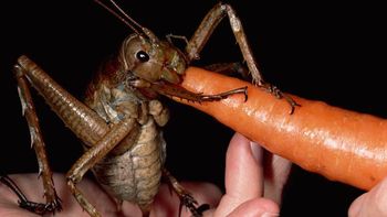 Insecto más grande del mundo 1 Insecto más grande del mundo 1
