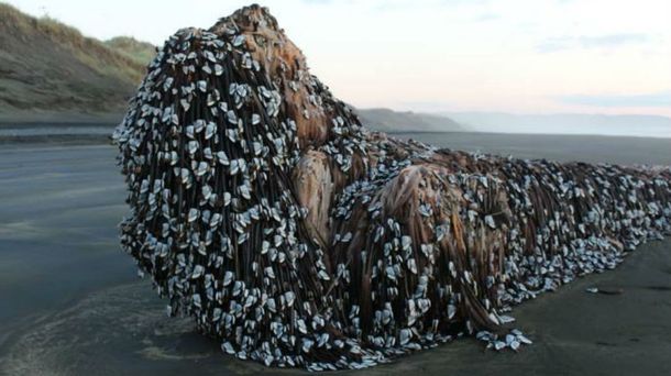 un monstruo con rastas