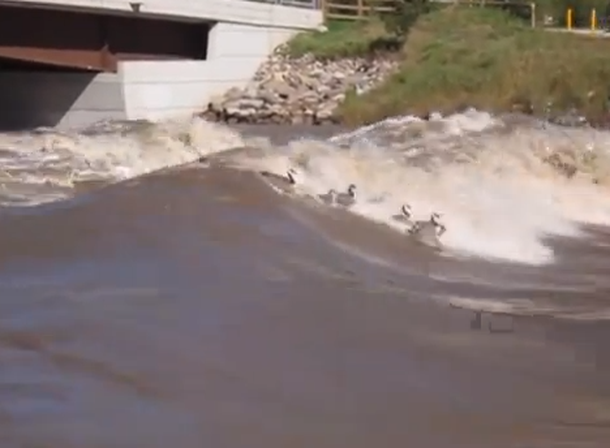 VIDEO: Una bandada de gansos surfistas