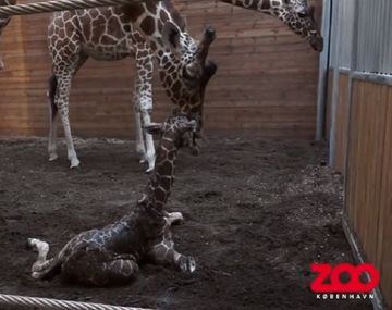 Nació una jirafa en el zoo danés donde mataron a una por control poblacional
