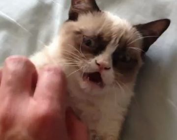 Un gato remolón que tiene cara de muy pocos amigos