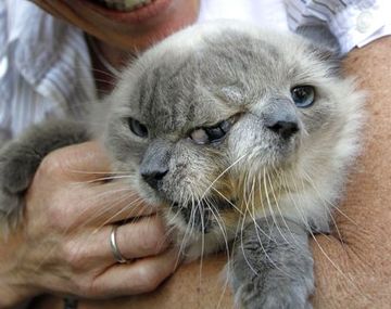 Gato siames