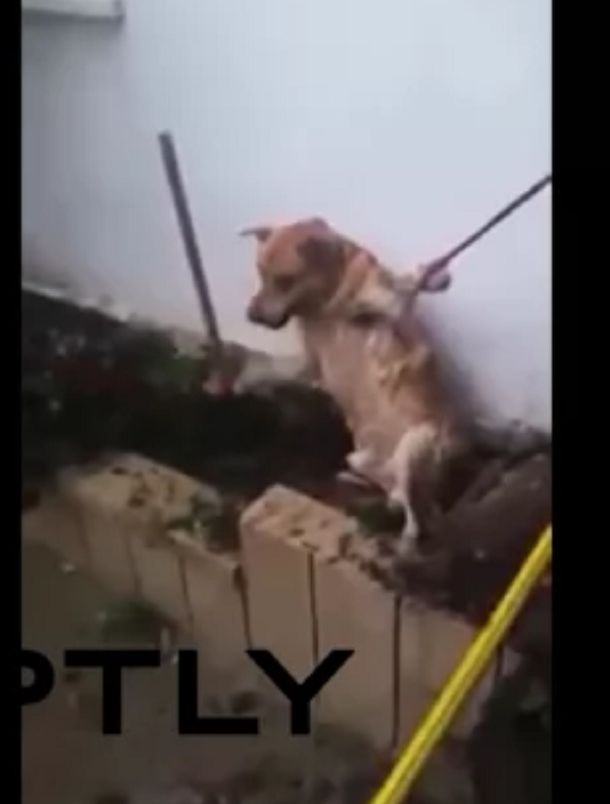 Mirá cómo rescataron a un perro atrapado entre dos edificios