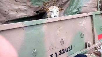 La conmovedora historia de una mascota perdida en el temporal La conmovedora historia de una mascota perdida en el temporal