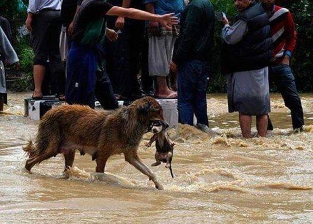 Mascotas, las víctimas olvidadas del temporal de Córdoba