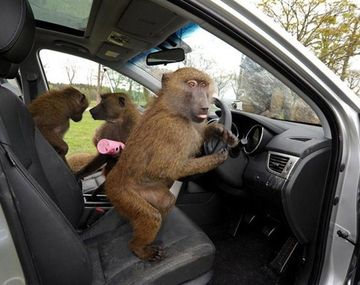 Alarma en Inglaterra por unos monos sueltos con cuchillos en un parque