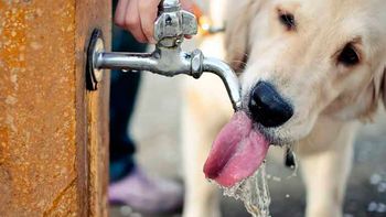 ¿como evitas que tu mascota sufra un golpe de calor? ¿como evitas que tu mascota sufra un golpe de calor?