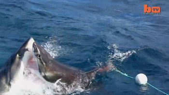 mira a dos tiburones pelearse mira a dos tiburones pelearse