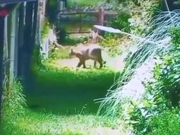alerta en escobar por la presencia de un puma en la zona del country nautico alerta en escobar por la presencia de un puma en la zona del country nautico