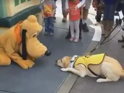 viral del dia: mira la tierna reaccion de un perro guia cuando conocio a pluto viral del dia: mira la tierna reaccion de un perro guia cuando conocio a pluto
