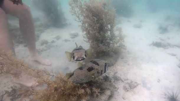 Un pez se negó a dejar a su amigo cuando quedó atrapado en una red