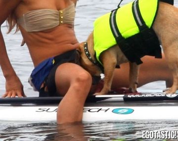 Este perro indiscreto sorprendió a la ex Miss Universo