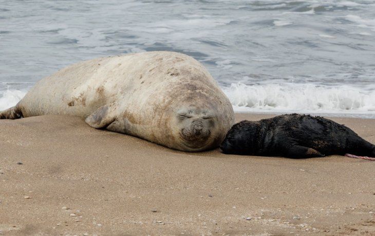 Sorpresa en Mar del Plata: nació un elefante marino frente al ex Asilo Unzué