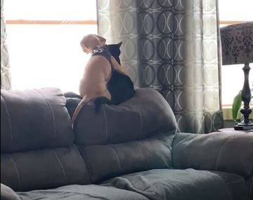 Viral: el conmovedor abrazo de un gato y un perro