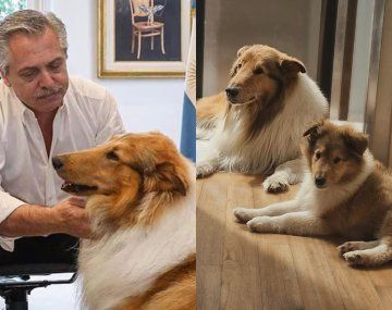 Alberto presentó a su nueva mascota: Ahora hablan de perros consejeros