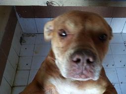 la perra que ataco a un animal seria adoptada en los proximos dias la perra que ataco a un animal seria adoptada en los proximos dias