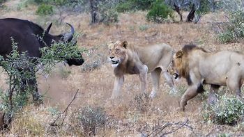 La pelea entre leones y un búfalo en un parque de Sudáfrica La pelea entre leones y un búfalo en un parque de Sudáfrica