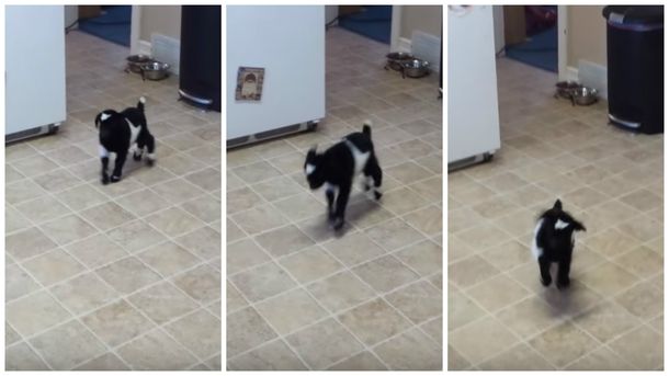 Una cabrita aprende a saltar y es furor en YouTube
